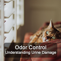 Pro-Care of Nashville understands urine damage and odor control and the affects a cat or dog can have on your floors, furniture and home.