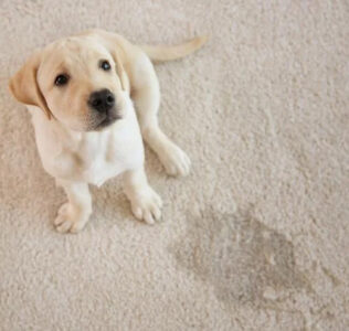 Pro-Care uses pet-friendly cleaning solutions for pet pee and odor removal