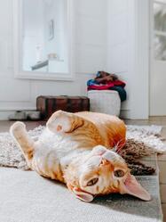 Pet relaxing on clean carpet after Pro-Care pet odor eliminator service